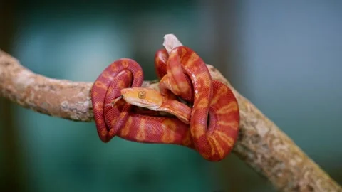 Slow-motion shot of an orange and red snake crawling across a branch in nature Stock Footage 309018556