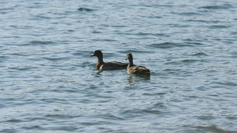 Slow motion shot pair of ducks floating on lake in New Zealand Stock Footage 90319196