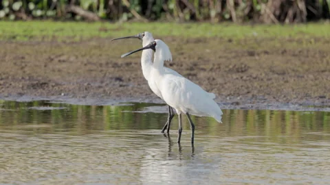 Slow motion shot of a pair of royal spoonbill birds opening their beaks Stock Footage 161794301