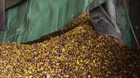Slow motion shot of Palm Kernel fruit seeds unloading from a carrier truck 스톡 동영상 252569107