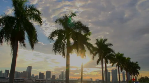 Slow Motion Shot Of Palm Trees During Sunset Stock Footage 47035278