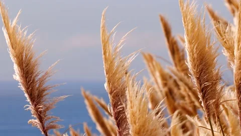 Slow motion shot of Pampas Grass blowing in the breeze near Big Sur California Stock Footage 164643974