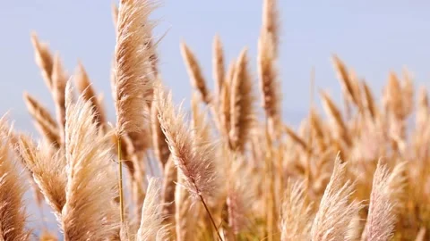 Slow motion shot of Pampas Grass blowing in the breeze near Big Sur California Video stock 167603908
