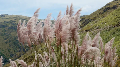 Slow-motion shot of pampas grass Vídeo Stock 333019929