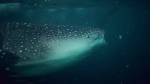 Slow Motion Shot Of Pattern Skin Of Whale Shark Undersea - Lombok, Indonesia Stock Footage 231743515