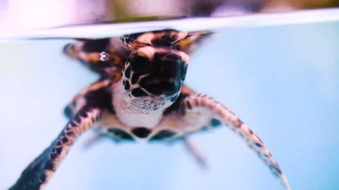 Slow Motion Shot Of Patterned Brown Turtle Undersea - Great Barrier Reef, Stock Footage 204000653