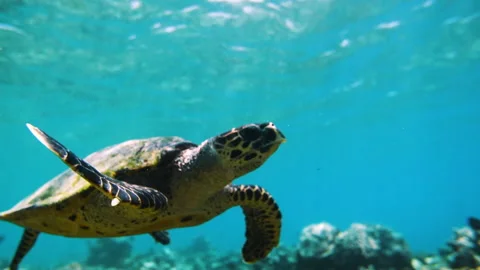 Slow Motion Shot Of Patterned Turtle Swimming Over Coral Reef Undersea - Great Stock Footage 203999755