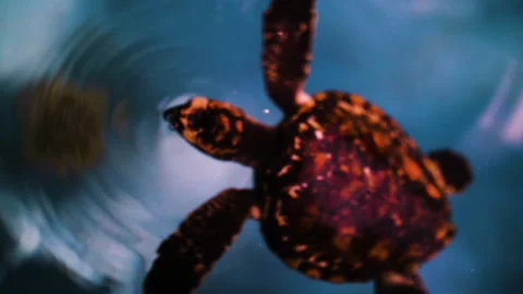 Slow Motion Shot Of Patterned Turtle Swimming In Sea - Great Barrier Reef, Stock Footage 204000194