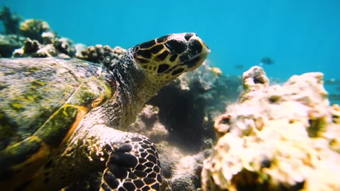 Slow Motion Shot Of Patterned Turtle Over Great Barrier Reef Undersea Stock Footage 204000626
