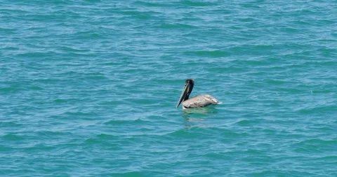 Slow motion shot of Pelican bird relaxing in the water at Seal Beach, California Stock Footage 81554112