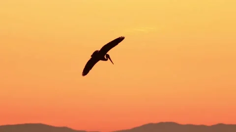 Slow motion shot of a pelican diving into the ocean Video stock 145829099