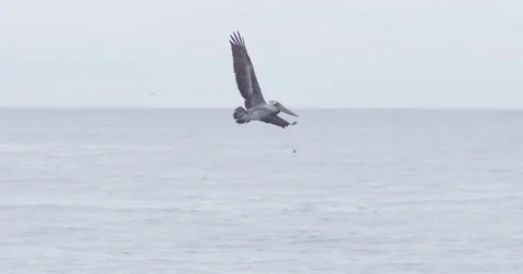 Slow motion shot of Pelican flying at Natural Bridges State Beach in Santa Cruz, Stock Footage 72995181