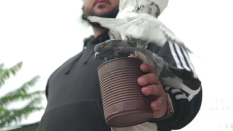 Slow motion shot of pigeons fighting over food on a mans hand Stock Footage 147201150