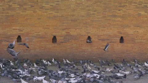 Slow motion shot of pigeons flying in front of stone wall at Tapae Gate in Stock Footage 336066021