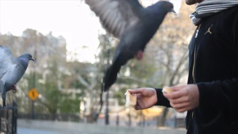 Slow motion shot of pigeons hovering above man holding bread in New York Stock-Footage 98653039