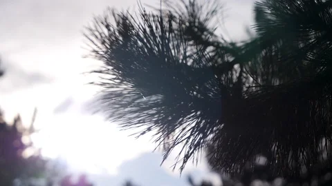 Slow motion shot of pine tree with lens flare	 Stock Footage 122611824