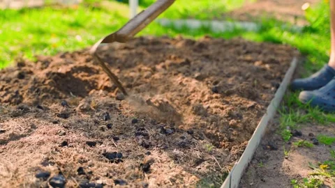 Slow motion shot of plowing a vegetable garden bed with a hoe at sunrise Stock Footage 309113805