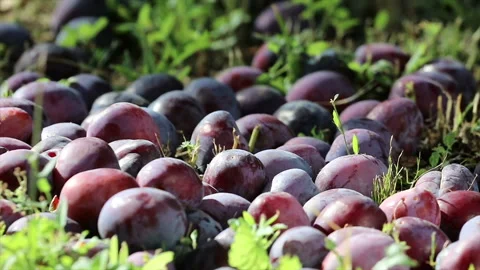 Slow motion shot of a plum falling down Stock Footage 136962985