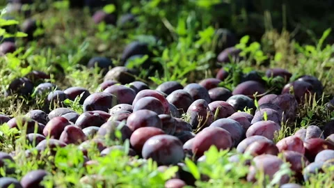 Slow motion shot of a plum falling down Stock Footage 136963053
