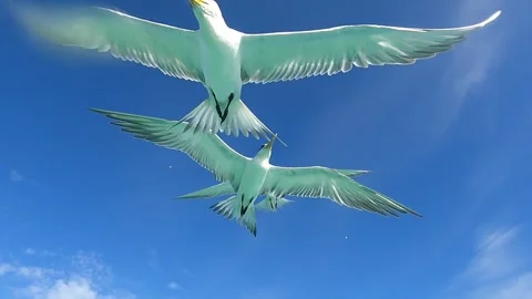 Slow-motion shot of Polynesian birds coming to eat Stock Footage 257544767