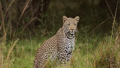 Slow Motion Shot of Powerful leopard with beautiful markings and spots Video stock 246399852