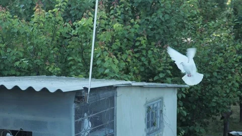 Slow motion shot of a purebred white roller pigeon gracefully flying and lan Vidéo 337979528