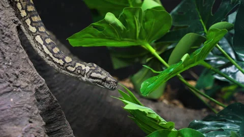 Slow motion shot of a python slithering down a tree in the jungle in Stock Footage 248522481