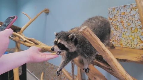 Slow motion shot of a racoon taking a piece of fruit with the tiny hands from a Stock Footage 194272144