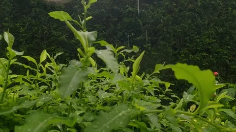Slow Motion Shot of Rain Droplets on Green Plant Leaves Vídeos de archivo 328613840