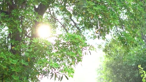 Slow motion shot of rain drops in forest (3) Stock Footage 252122596