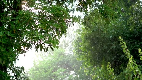 Slow motion shot of rain drops in forest (4) Stock Footage 252122610