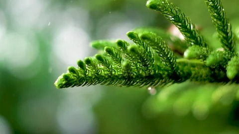 Slow motion shot of rain drops in forest (5) Stock Footage 252122616