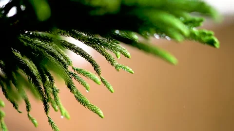 Slow motion shot of rain drops in forest (6) Stock Footage 252122637