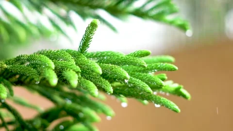 Slow motion shot of rain drops in forest (7) Stock Footage 252122651