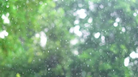 Slow motion shot of rain drops in forest Stock Footage 252122698