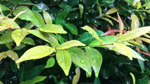 Slow motion shot of raindrops splashing the leaves Stock Footage 297340793