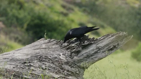 Slow motion shot of raven cleaning its beak on fallen tree trunk and flying away Vidéo 123733043