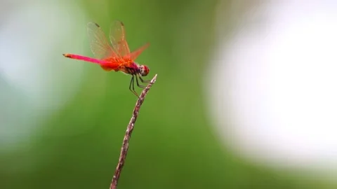 Slow motion shot of red dragonfly hovering above the twig Stock Footage 155558527