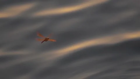 Slow motion shot of a red dragonfly flying above the orange water of the lake Stock Footage 172099369
