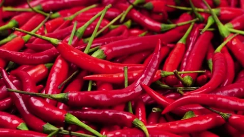 Slow Motion Shot of Red hot chilli peppers Stock Footage 169243450