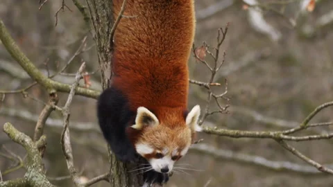 Slow motion shot of red panda climbing down the tree Stock Footage 322206096