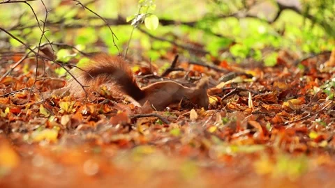 Slow-motion shot of a red squirrel leaping among colorful autumn leaves in 4K. Stock Footage 291889641