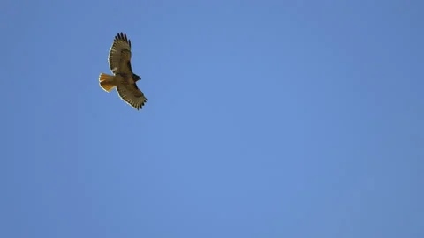 Slow Motion Shot of Red Tailed Hawk Flying Above Grand Canyon Stock Footage 230583987