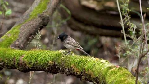 Slow Motion Shot Of A Red Vented Bulbul Bird Perched In A Forest Video stock 172246111