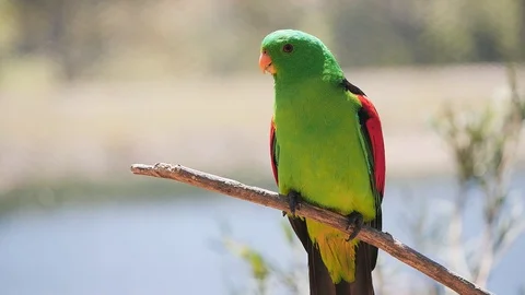 Slow motion shot of a red-winged parrot perched on a branch Stock Footage 98330730