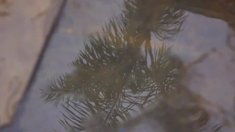 Slow Motion Shot Of Reflection Of Branches In Water - Los Angeles, California Video stock 276312643