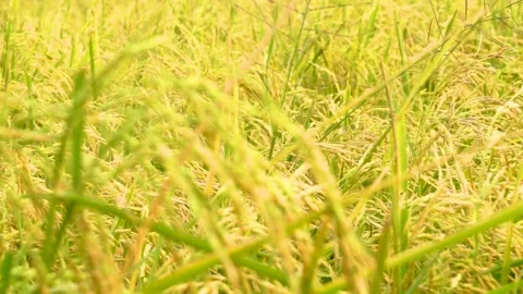 Slow motion shot of rice paddy. Close up shot of paddy field of Punjab, Paki Stock Footage 284443365