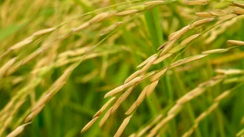 Slow motion shot of rice paddy. Close up shot of paddy field of Punjab, Paki Stock Footage 284443565