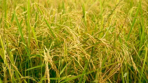 Slow motion shot of rice paddy. Close up shot of paddy field of Punjab, Paki Stock Footage 284443604