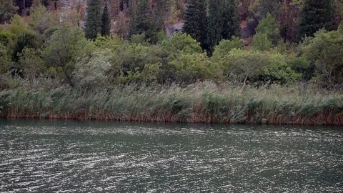 Slow Motion shot of river and green threes with wind in summer time Video stock 87959762